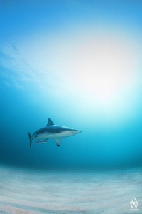 "Bucket List 7"

Finally and thanks to my awesome water... by Allen Walker 